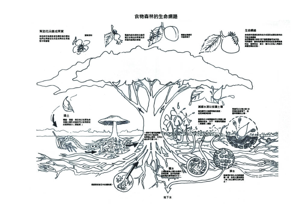 食物森林 生命網絡